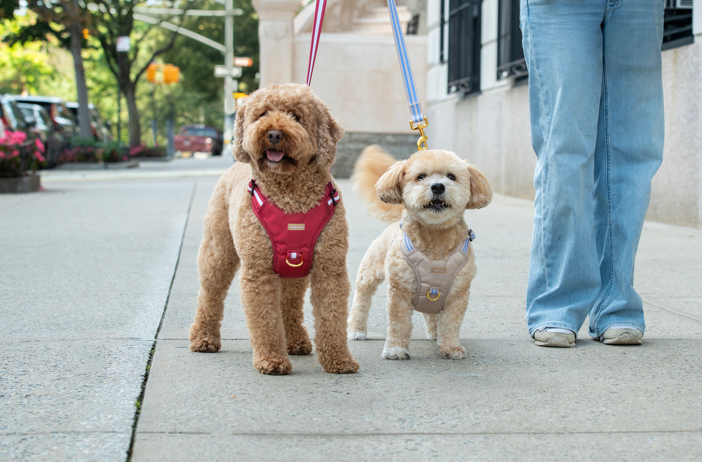 Two dogs on leashes being walked by a person on a city street.