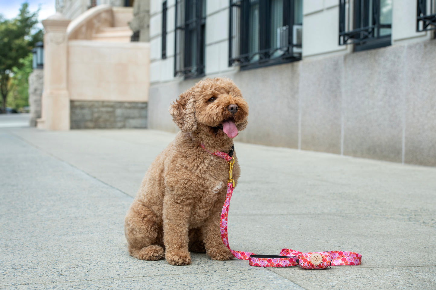Small brown dog on a leash sitting on a sidewalk in front of a building.
