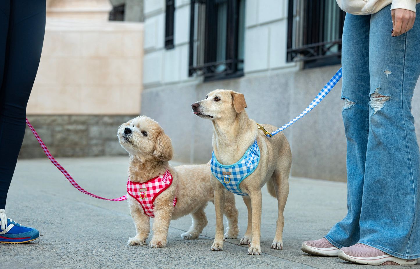 Two dogs on leashes with checkered harnesses standing on a sidewalk.