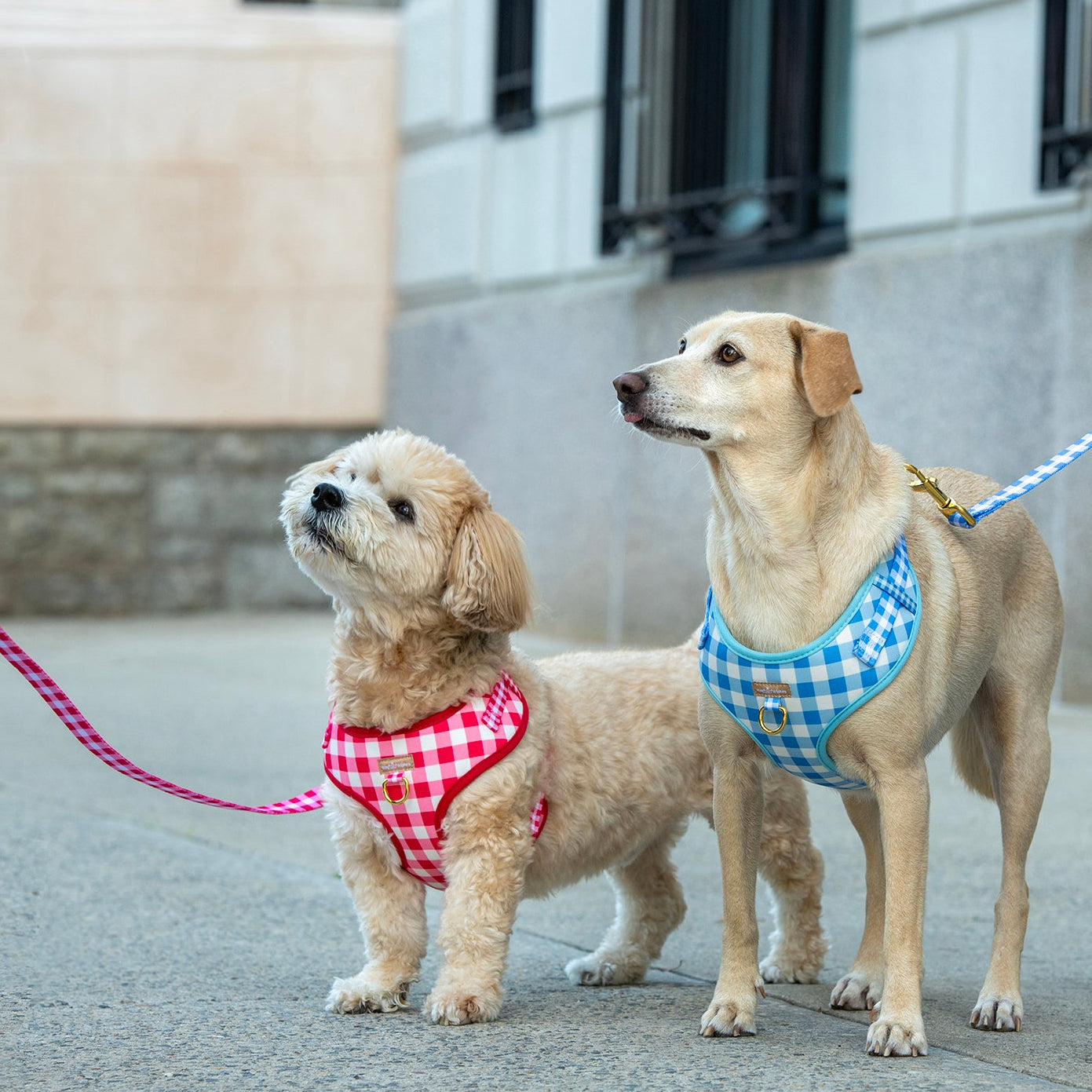 Two dogs on leashes with checkered harnesses standing on a sidewalk.