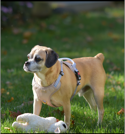 Reflective Dual Support Harness