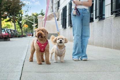 Person walking two dogs on a leash in an urban setting