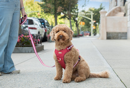 Dog on a leash sitting on a sidewalk with a person partially visible