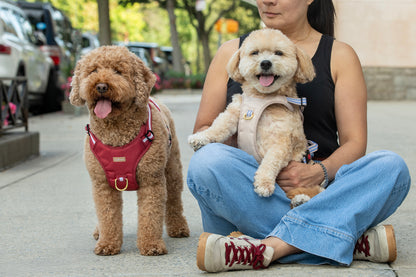 Woman sitting on a sidewalk with two dogs, one in her lap and the other standing next to her.
