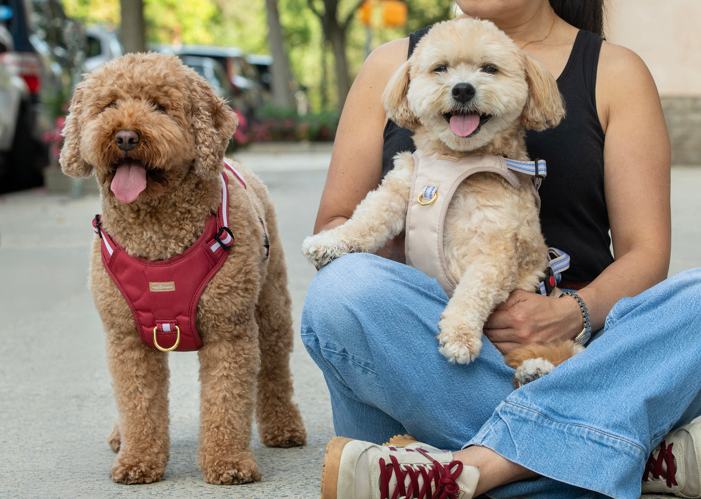Two dogs, one standing and one held by a person, on a sidewalk.