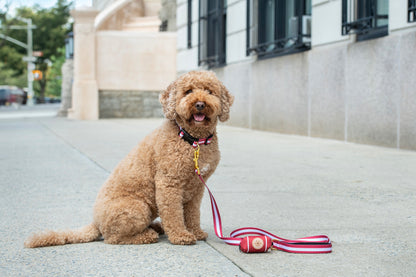 Brown dog sitting on a sidewalk with a leash and toy, in front of a building.