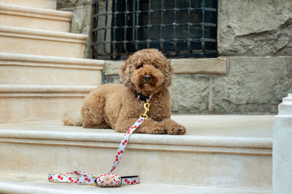 Brown dog sitting on stone steps with a leash and collar.