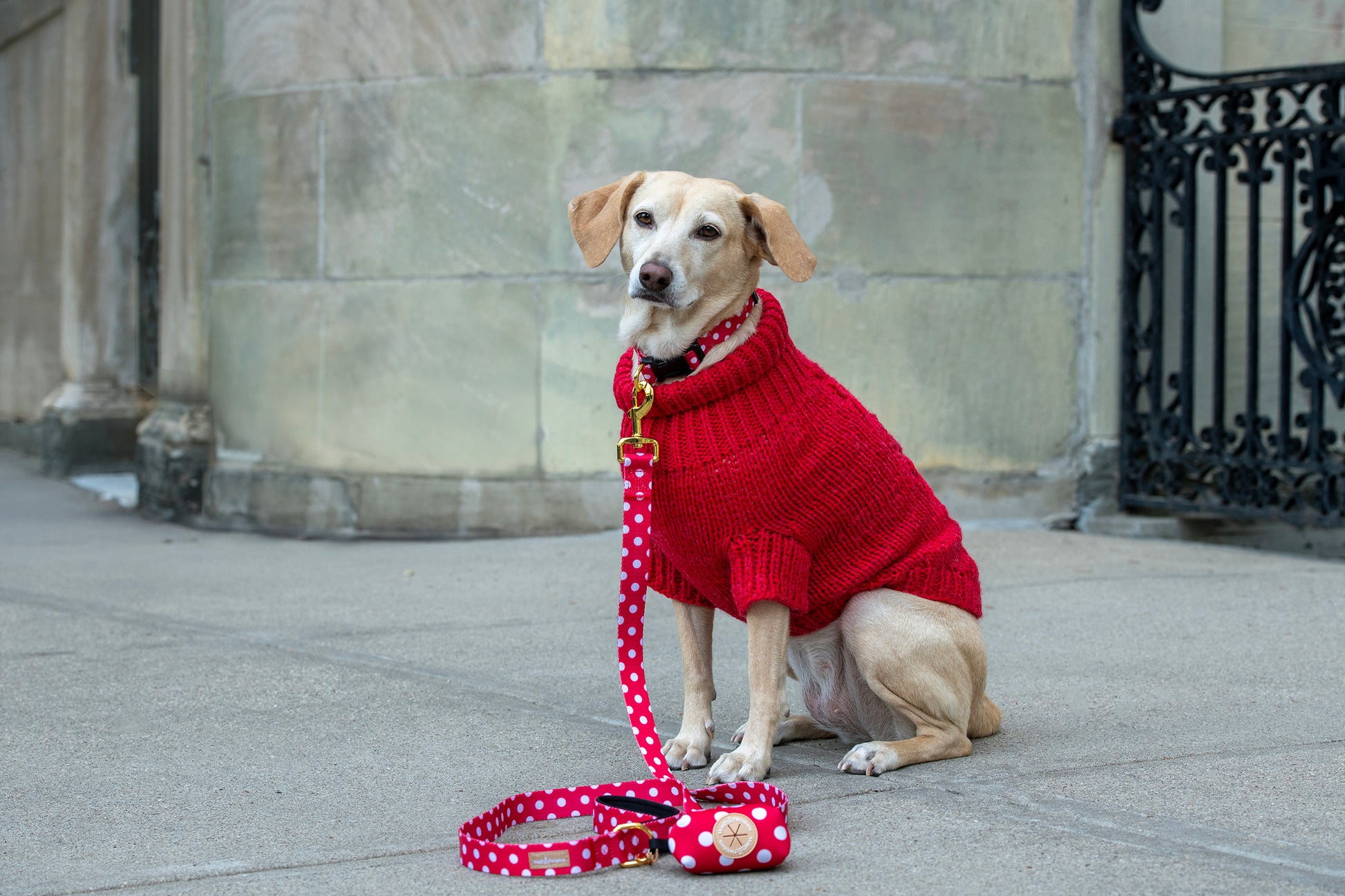 Dog wearing a red sweater sitting on a stone pavement with a leash.