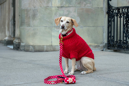 Dog wearing a red sweater sitting on a stone pavement with a leash.