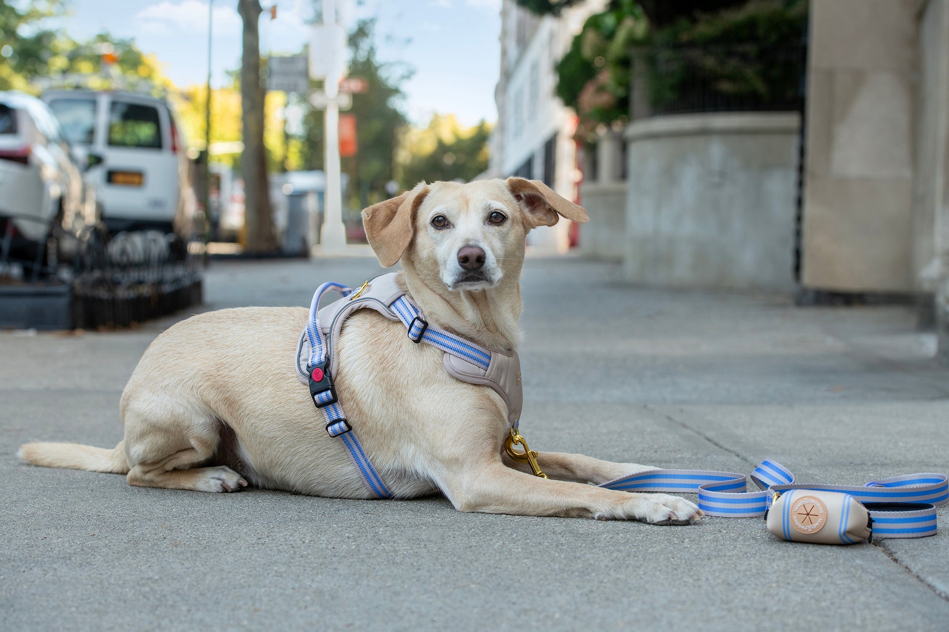 Dog lying on a sidewalk with a leash and harness, in an urban setting.