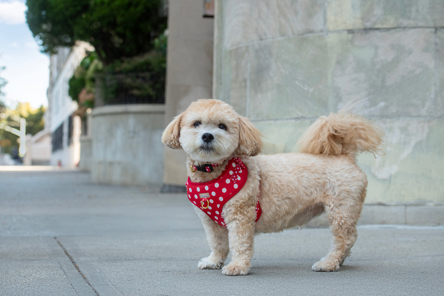 Small dog wearing a red harness with white polka dots standing on a sidewalk.