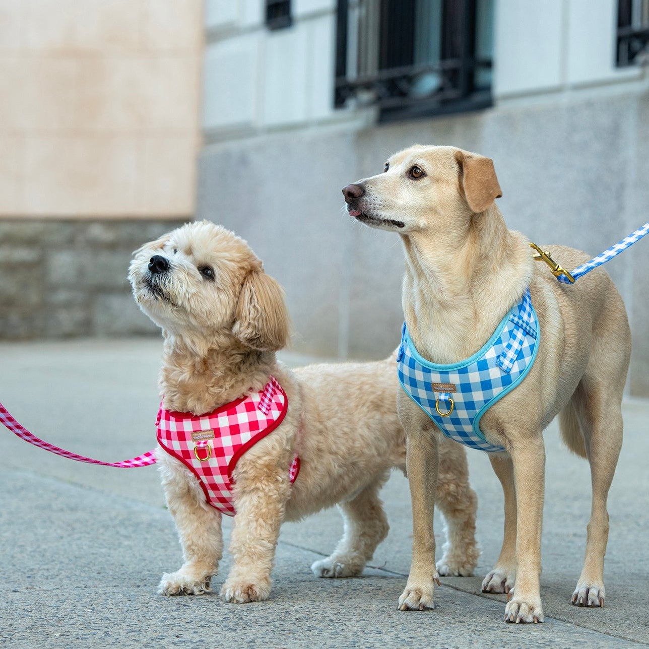 Two dogs on leashes with checkered harnesses standing on a sidewalk.