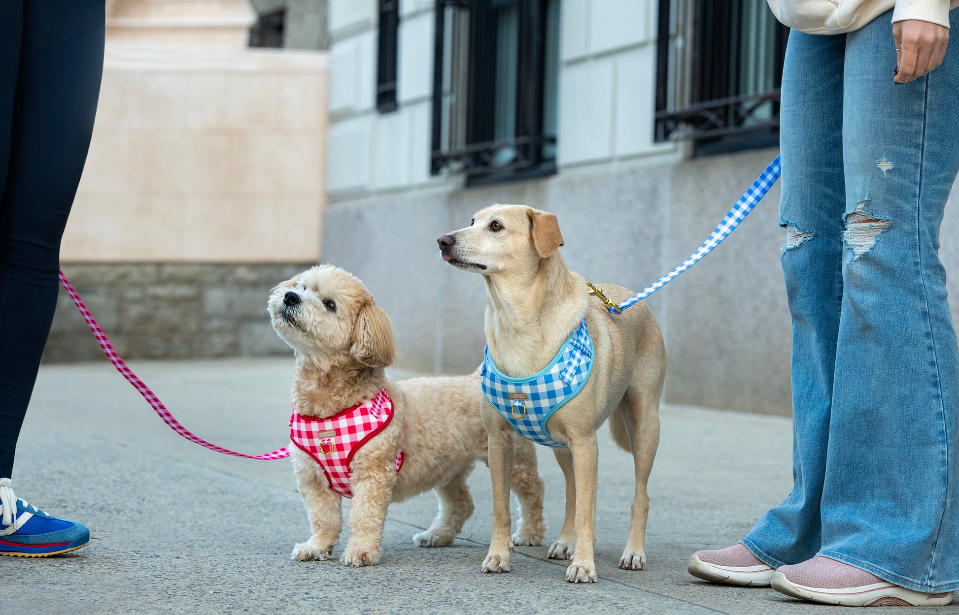 Two dogs on leashes with checkered harnesses standing on a sidewalk.