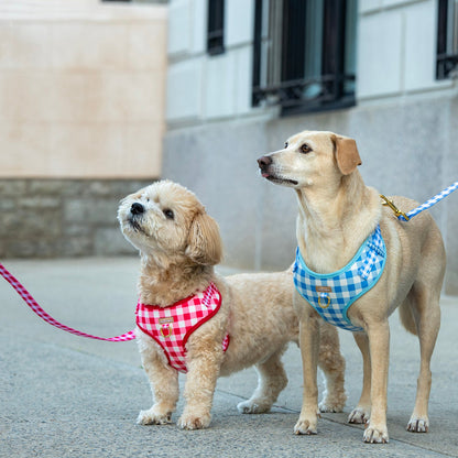Two dogs on leashes with checkered harnesses standing on a sidewalk.